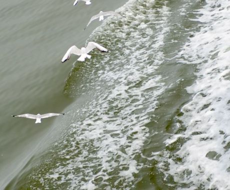 Waddenzee Werelderfgoed - Wadden.nl