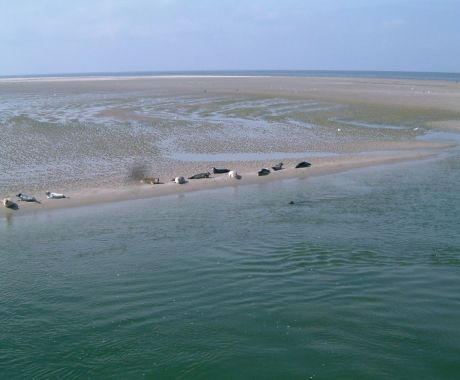 Waddenzee Werelderfgoed - Wadden.nl