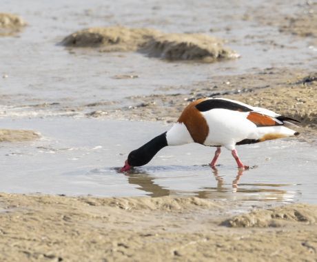 Werelderfgoed de Waddenzee