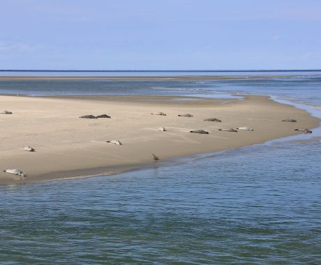 Werelderfgoed de Waddenzee