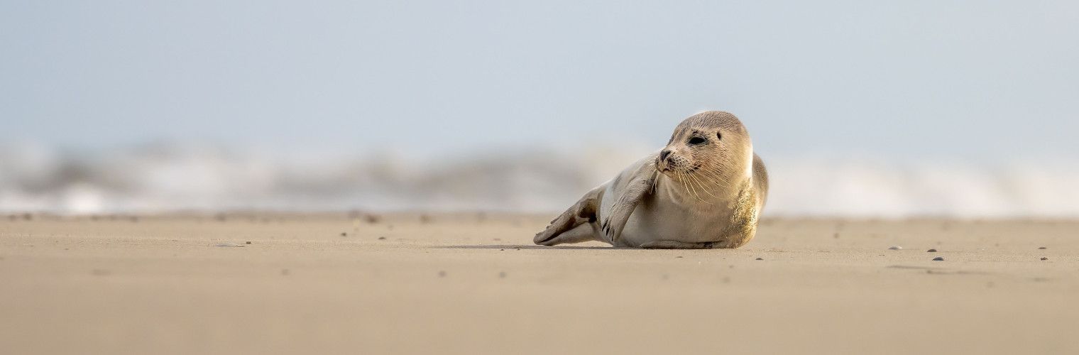 Waddenhoppen en zeehonden spotten - Wadden.nl