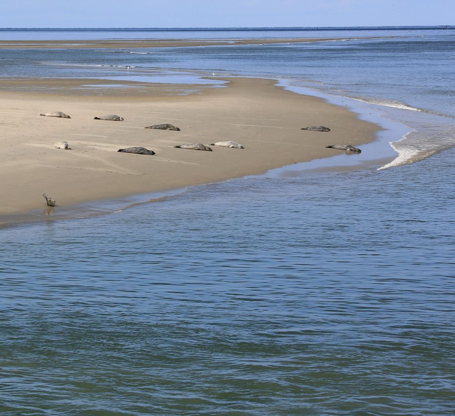 <p>Ontdek Ameland met deze unieke activiteiten - Wadden.nl</p>