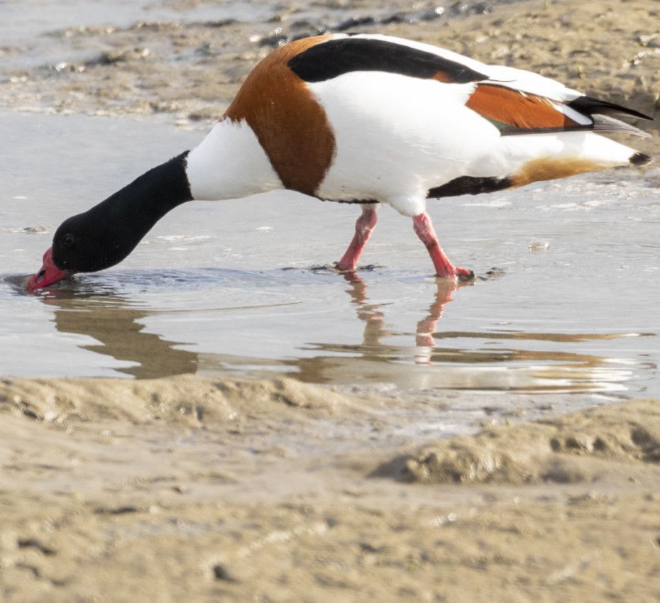 <p>Zo belangrijk zijn de Wadden voor vogels en zeedieren</p>