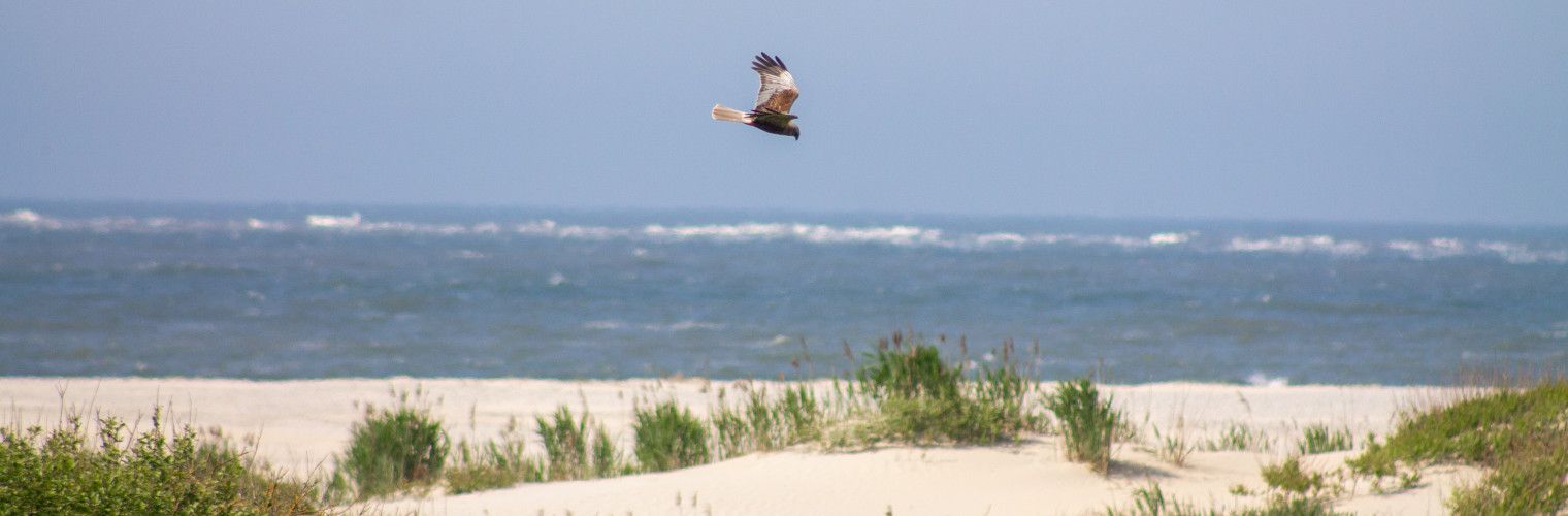 Vogels spotten op het strand van de waddeneilanden - Wadden.nl