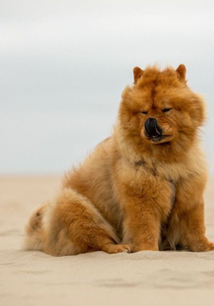 Last-minute aanbiedingen met hond op waddeneiland Vlieland