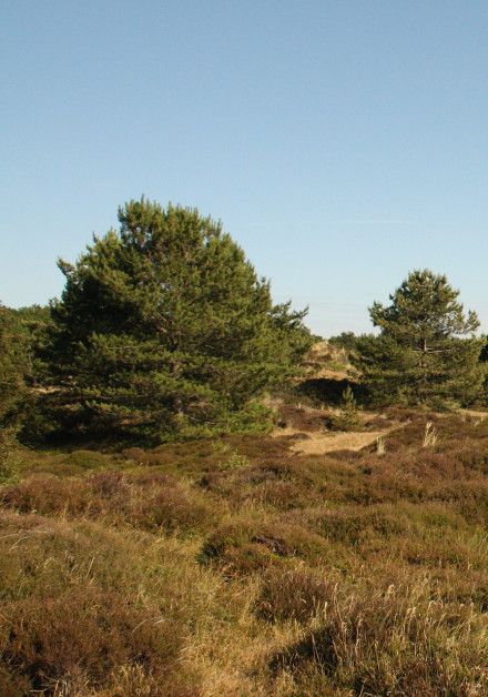 Bezoek de vogelkijkhut op waddeneiland Vlieland