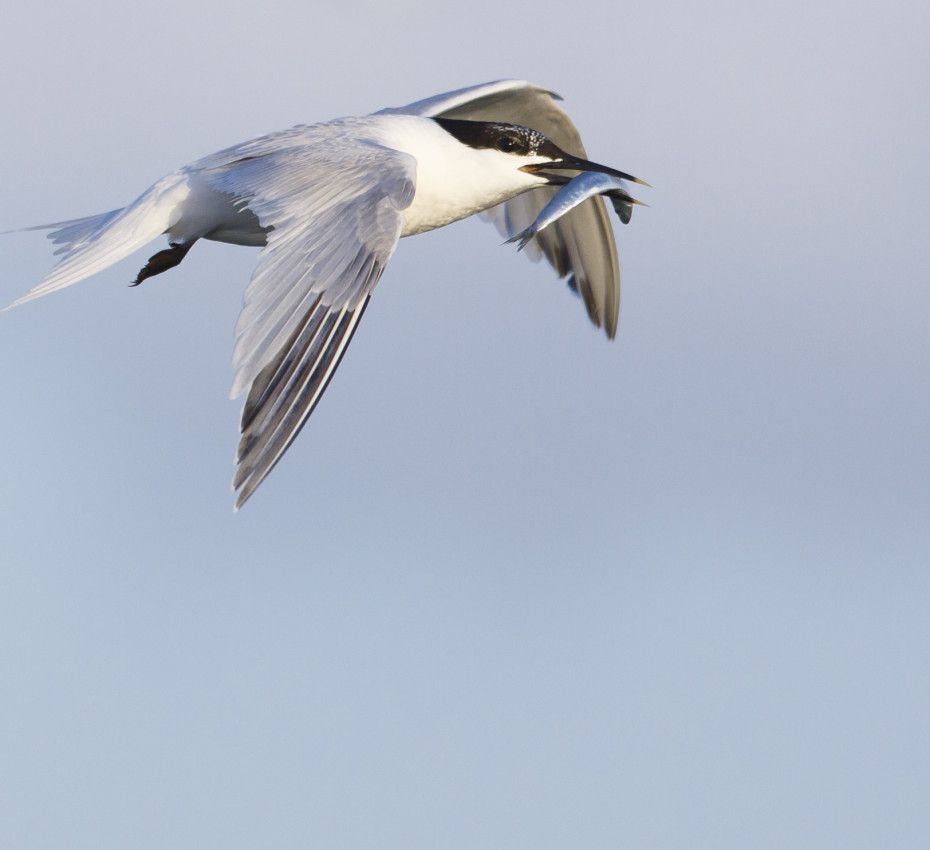 <p>Het Waddengebied is één groot voedselreservoir voor vogels en zeedieren</p>