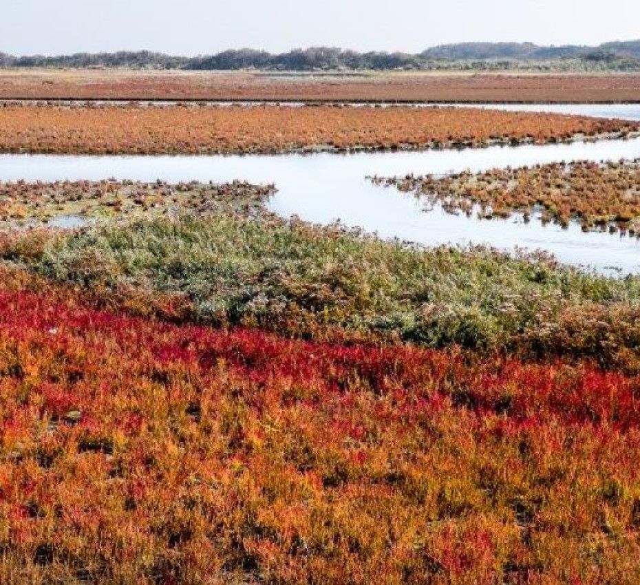 <p>Natuurgebieden op waddeneiland Texel, Vlieland, Terschelling, Ameland en Schiermonnikoog - Wadden.nl</p>