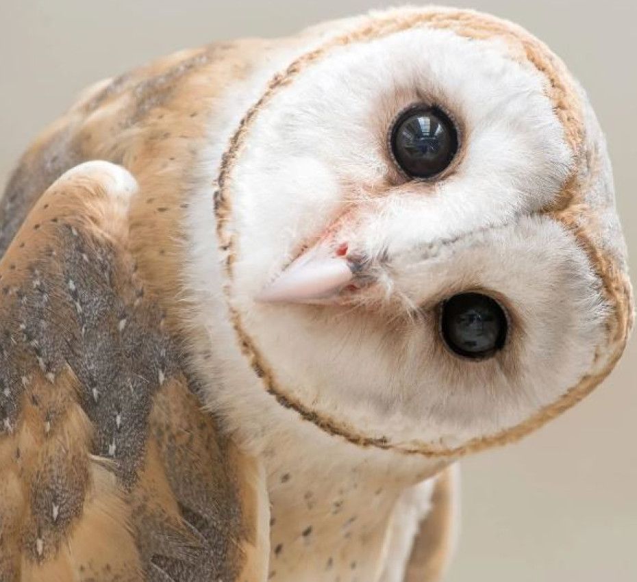 <p>Ben je benieuwd hoe roofvogels en uilen zich staande houden op waddeneiland Ameland?</p>