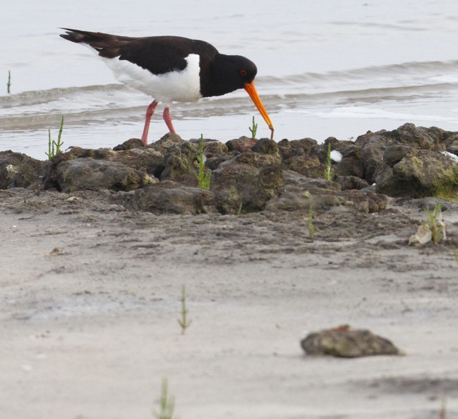 <p>Lees hier waarom sommige wadvogels alleen in de zomer op waddeneiland Ameland te vinden zijn!</p>