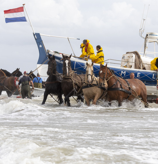 De demonstratie van de historische Amelander paardenreddingboot op wadeneiland Ameland