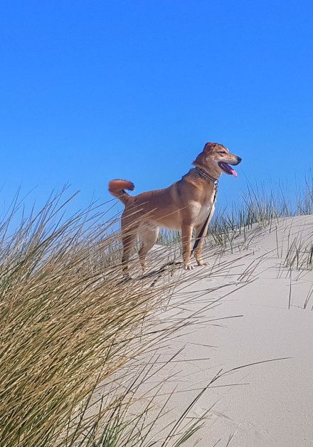 Last-minute aanbiedingen met hond op waddeneiland Terschelling