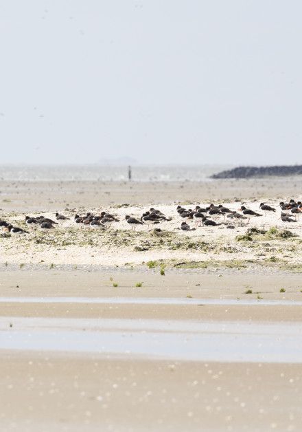 Ontdek het wad op waddeneiland Ameland