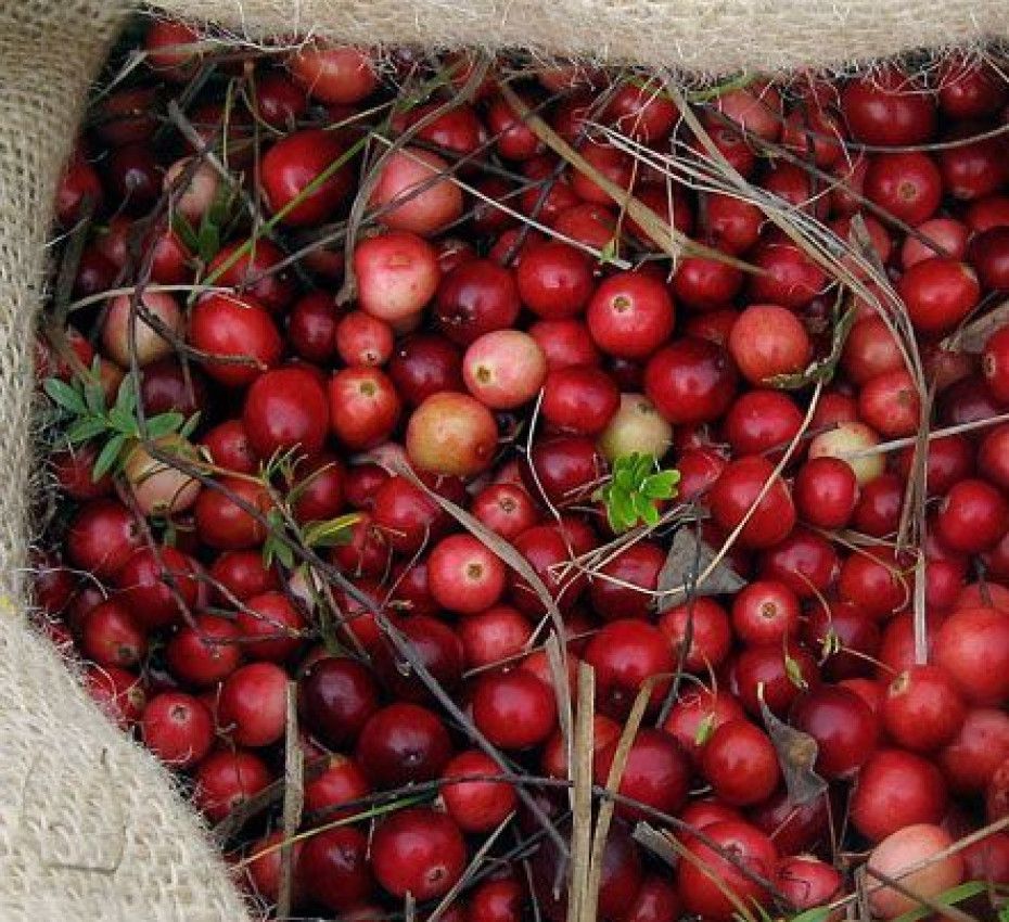 <p>Ontdek de canberry op waddeneiland Terschelling, de gezondste bes die er is!</p>