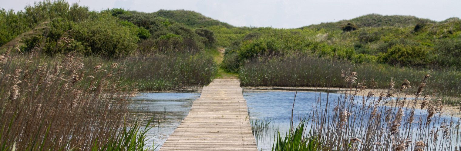 Naar de mooiste vogelplekken op de Wadden