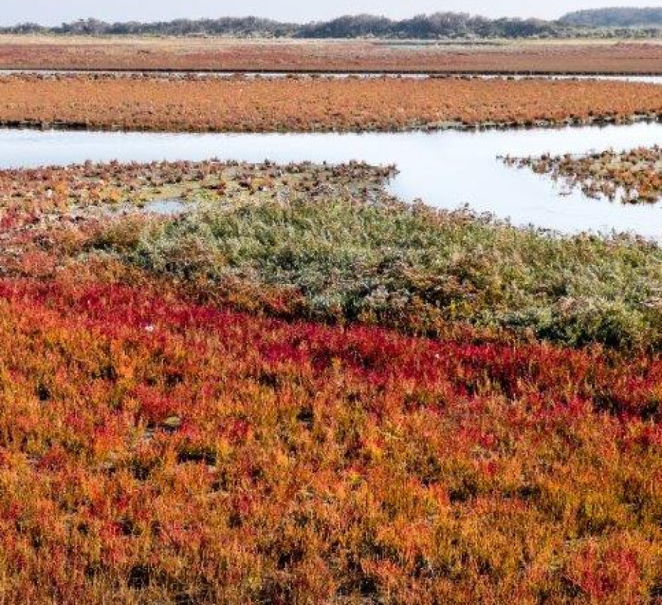 <p>Deze natuurgebieden moet je gezien hebben tijdens de herfstvakantie op waddeneiland Texel, Vlieland, Terschelling, Ameland en Schiermonnikoog - Wadden.nl</p>