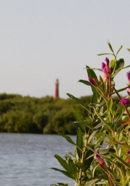 Bezoek de vogelkijkhut op waddeneiland Schiermonnikoog