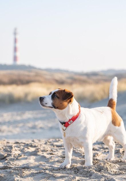 Last-minute aanbiedingen met hond op waddeneiland Ameland