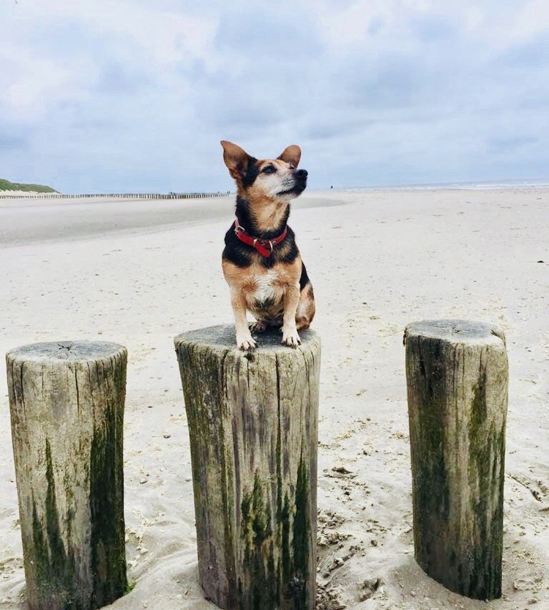 Beleef de herfst met je hond op de Wadden!