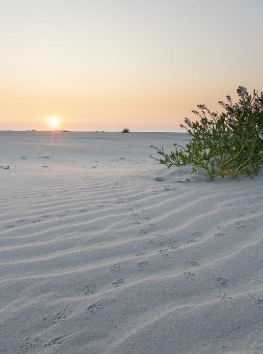 De beste last-minute deals op de Wadden - Wadden.nl