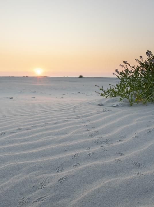 De beste last-minute deals op de Wadden - Wadden.nl