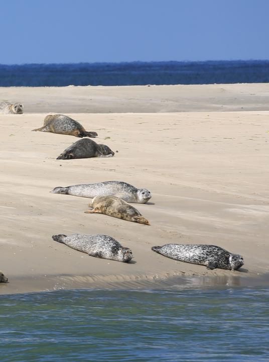 Vakantie op de Waddeneilanden - Wadden.nl