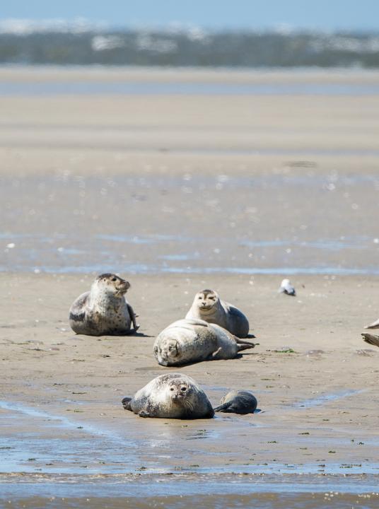 Vakantie op de Waddeneilanden - Wadden.nl